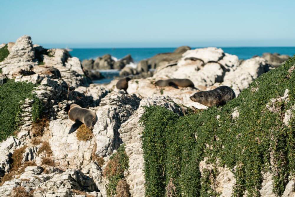 Sealions in Kaikoura - family-friendly holidays to New Zealand