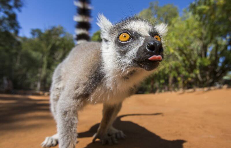 Madagascar family holidays - cheeky ringtail lemur looking at camera lens. When to go to Madagascar